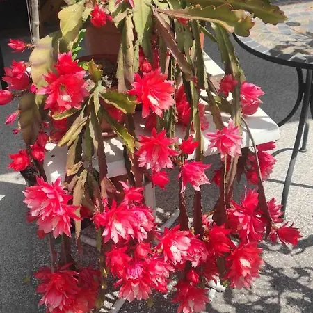 Skofije Ob Parenzani *