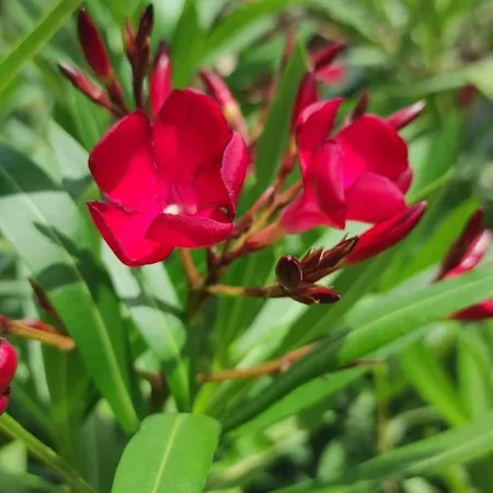 Skofije Ob Parenzani