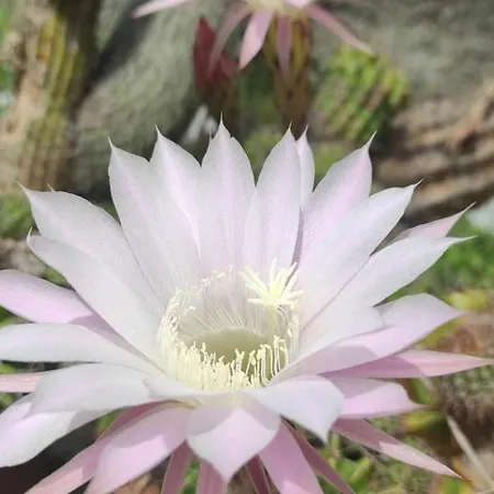 Apartamento Skofije Ob Parenzani