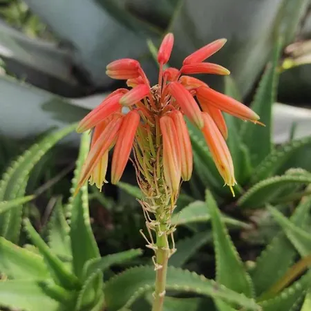 Skofije Ob Parenzani Apartamento *