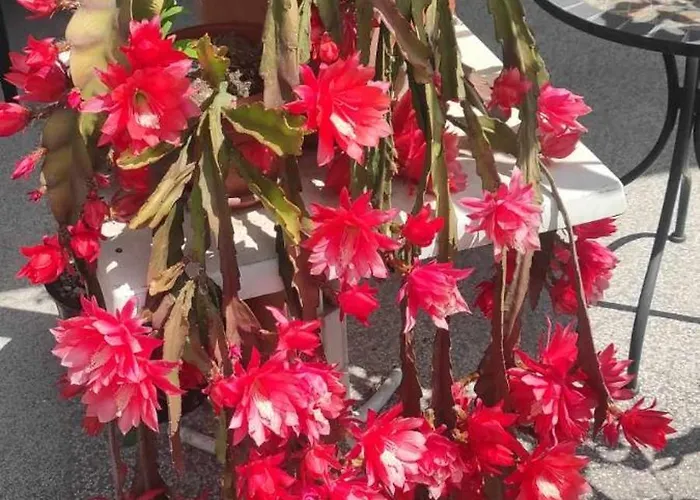 Skofije Ob Parenzani *