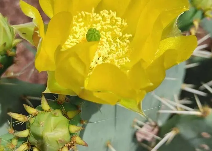 Skofije Ob Parenzani Spodnje Skofije