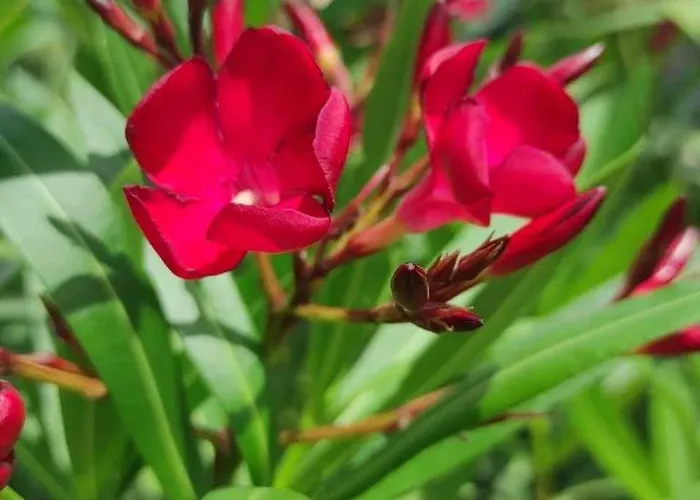 Skofije Ob Parenzani