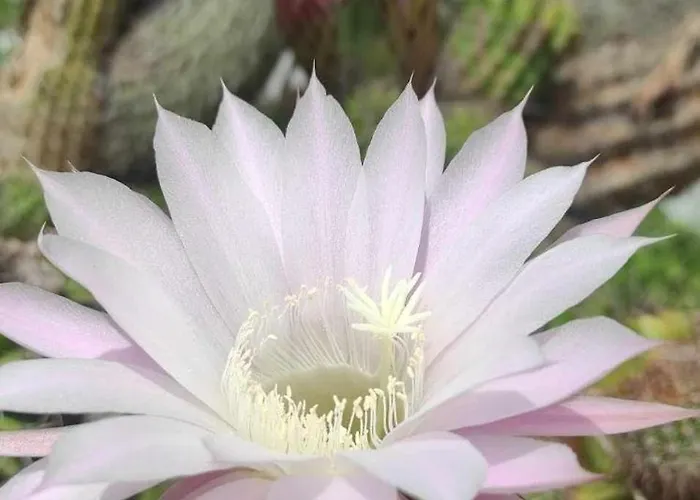 Appartamento Skofije Ob Parenzani