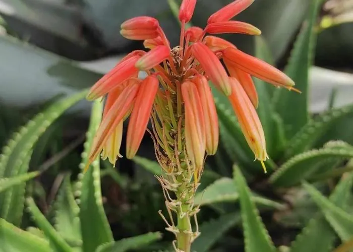 Skofije Ob Parenzani Appartamento *